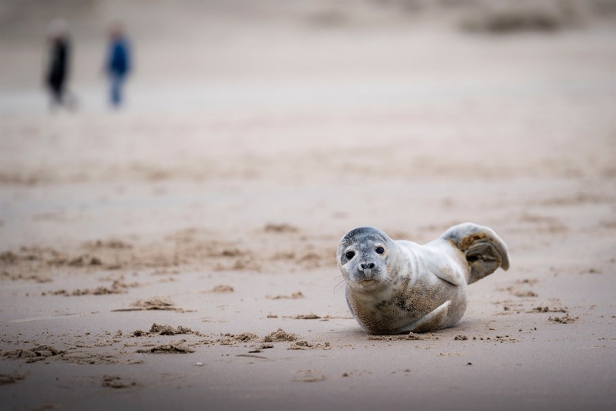 Bericht Geef zeehonden op het strand rust en ruimte bekijken
